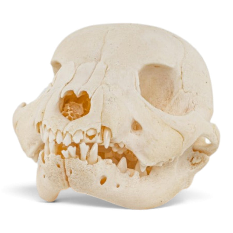 Real Domestic Dog Skull - Puppy