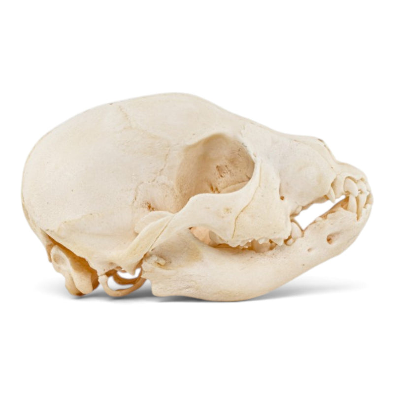 Real Domestic Dog Skull - Puppy
