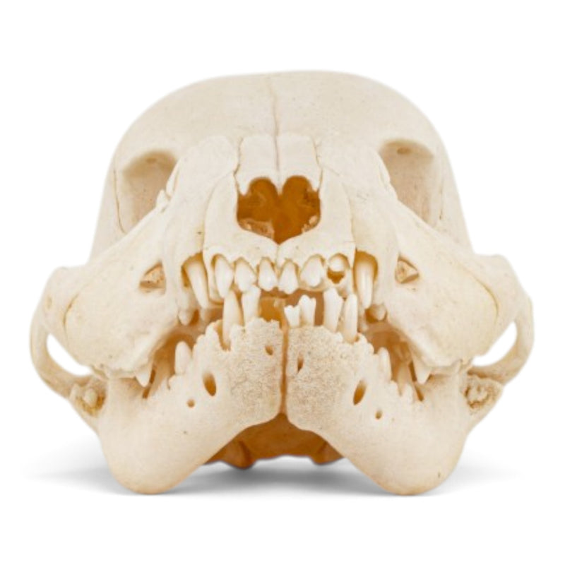 Real Domestic Dog Skull - Puppy