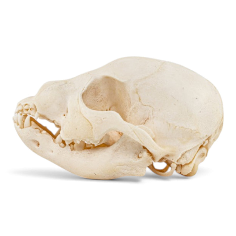 Real Domestic Dog Skull - Puppy