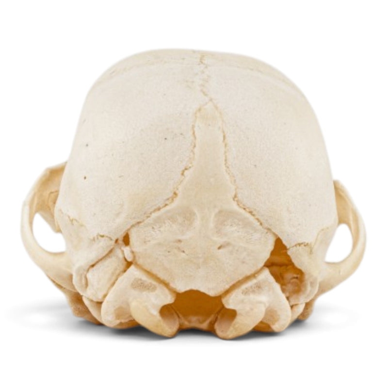 Real Domestic Dog Skull - Puppy
