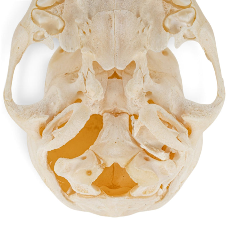 Real Domestic Dog Skull - Puppy