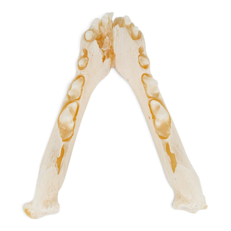 Real Domestic Dog Skull - Puppy