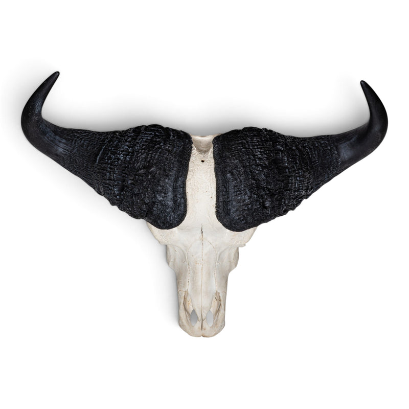 Real Cape Buffalo Skull