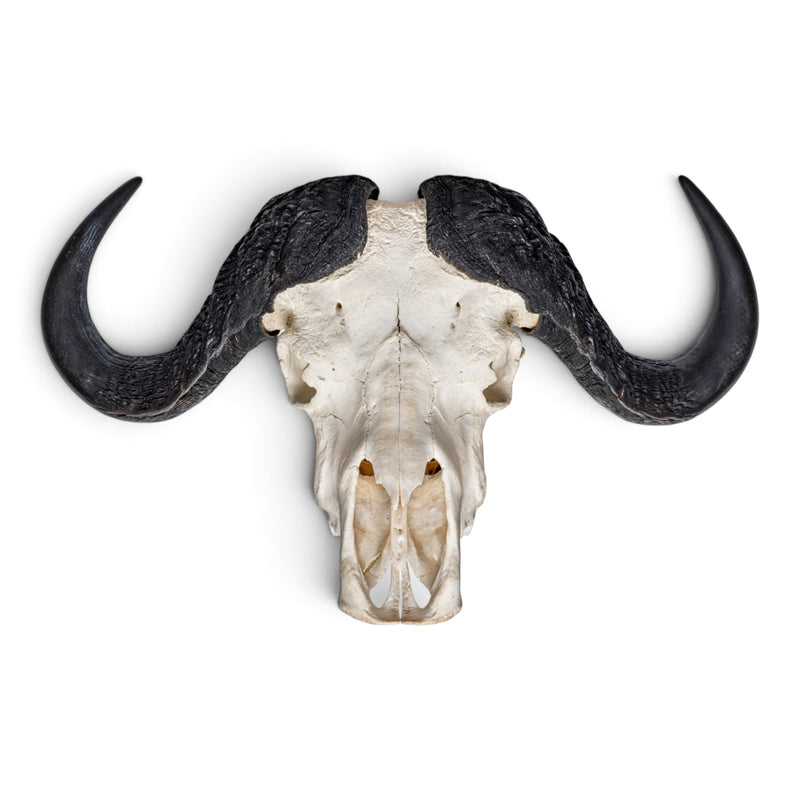 Real Cape Buffalo Skull