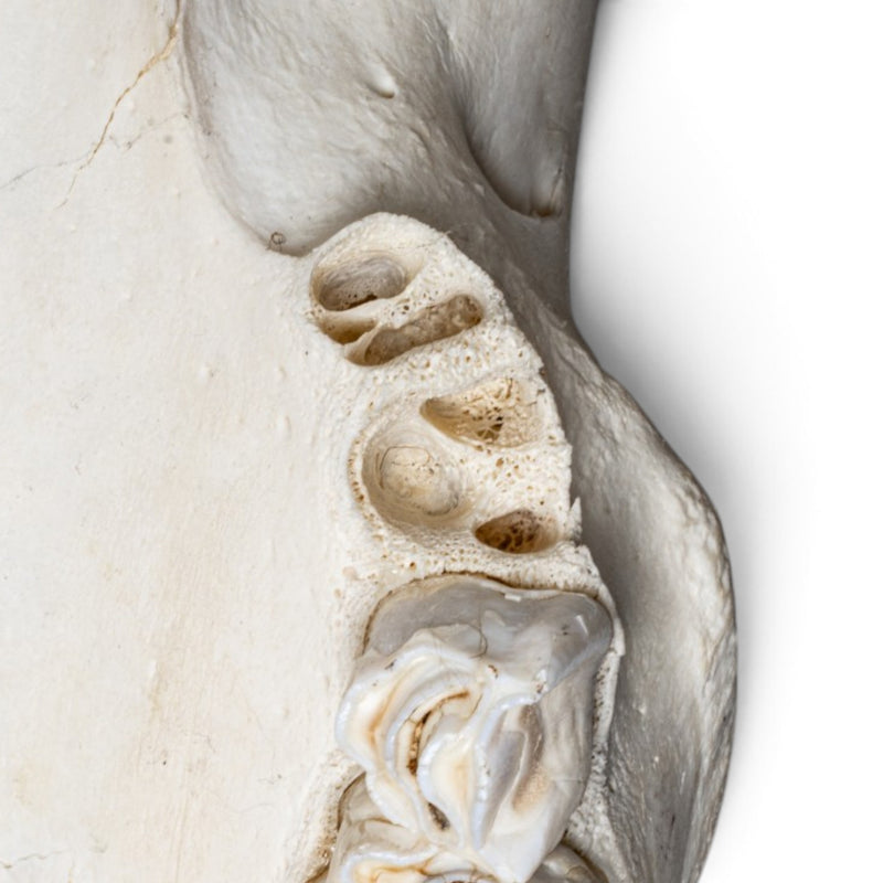 Real Cape Buffalo Skull