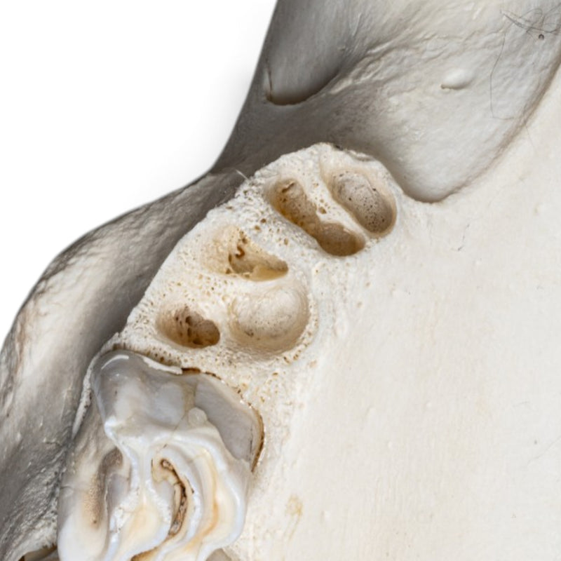 Real Cape Buffalo Skull