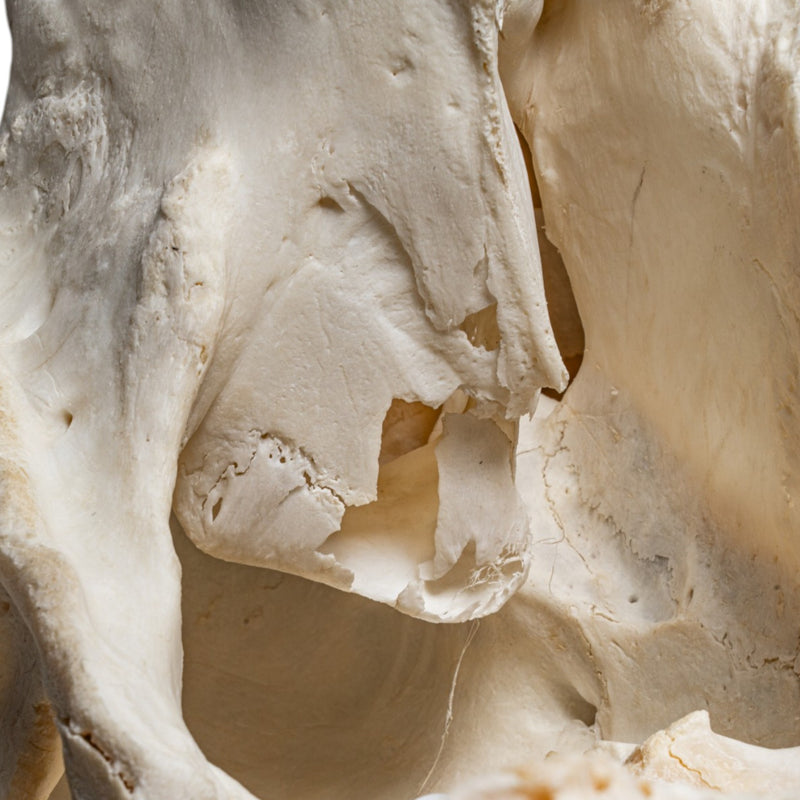 Real Cape Buffalo Skull