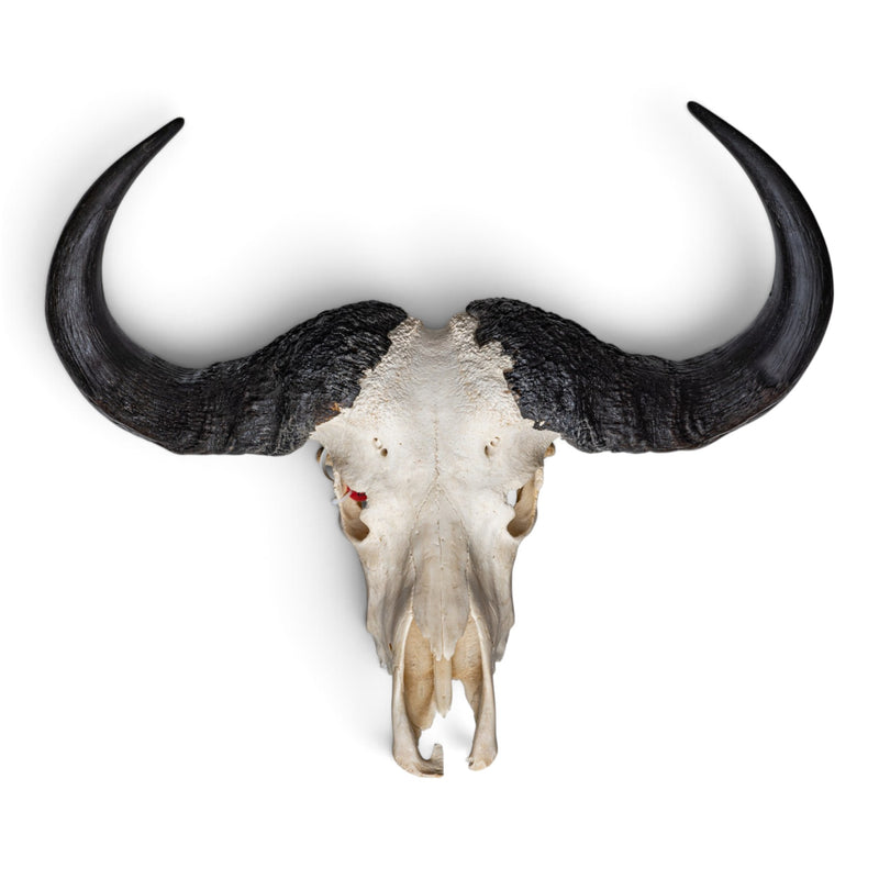 Real Cape Buffalo Skull