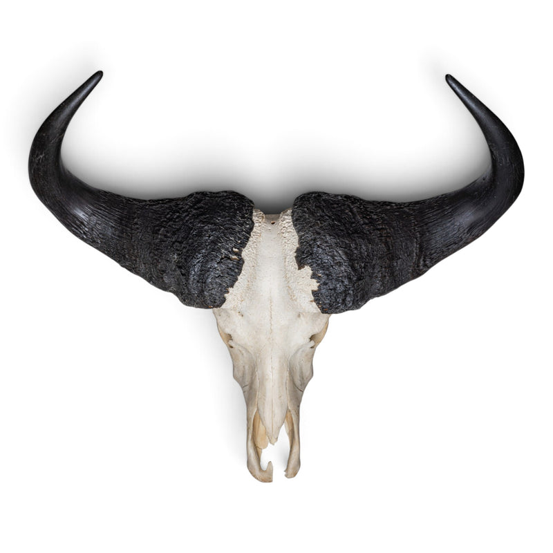 Real Cape Buffalo Skull
