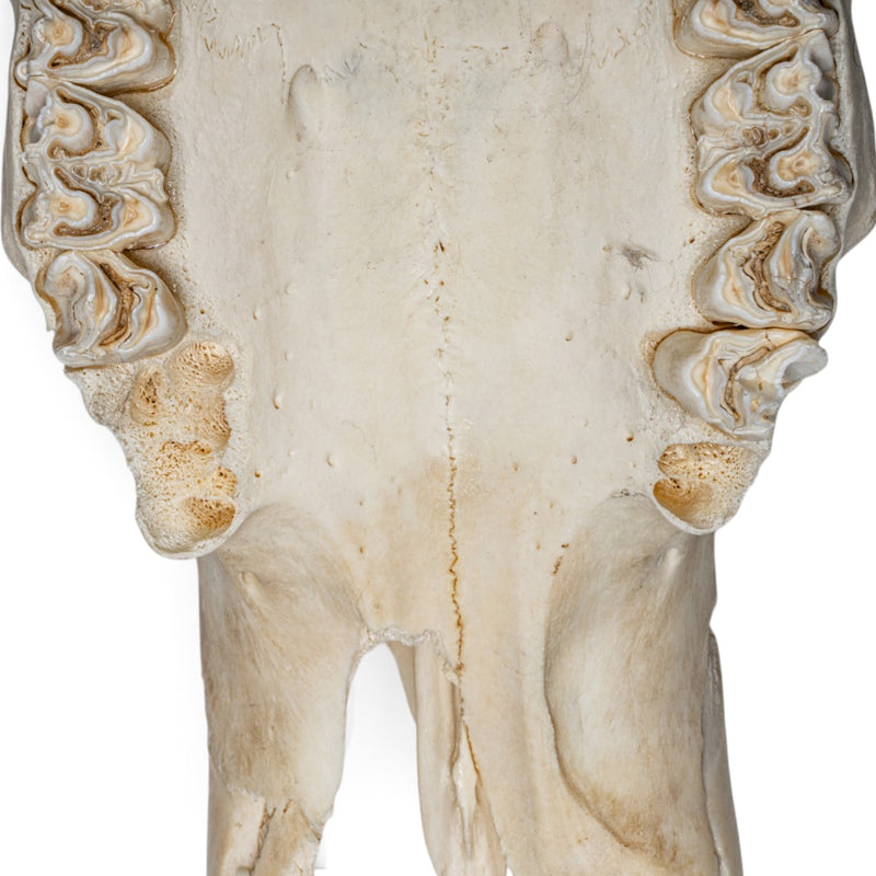 Real Cape Buffalo Skull