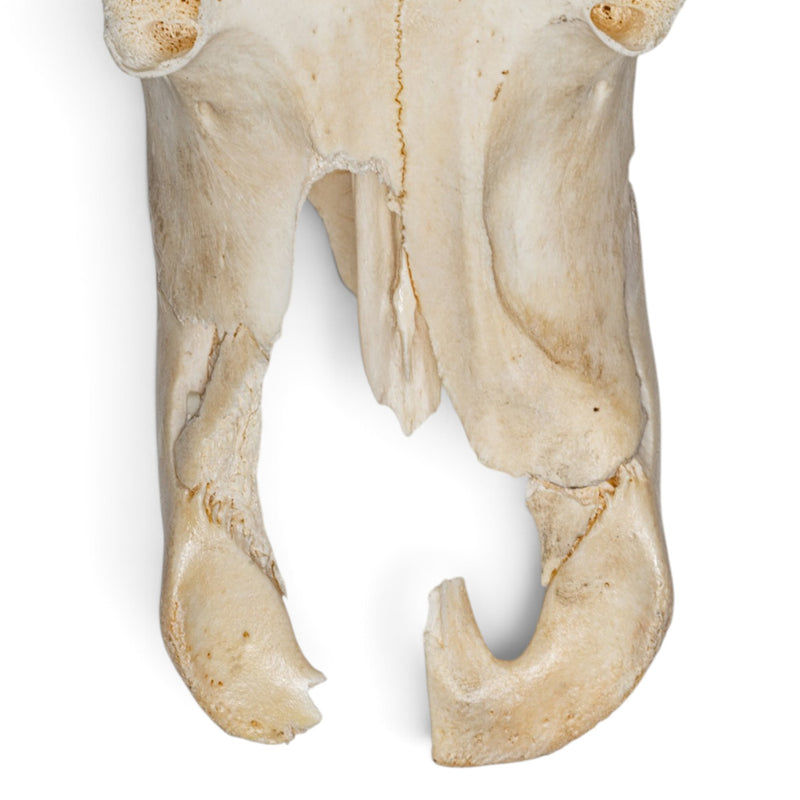 Real Cape Buffalo Skull