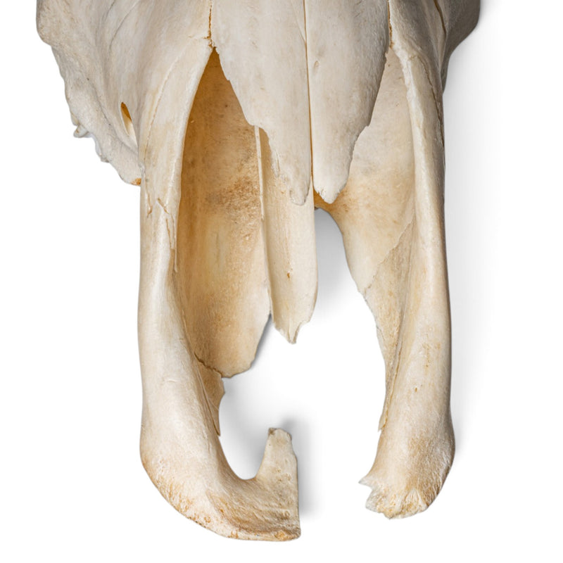 Real Cape Buffalo Skull
