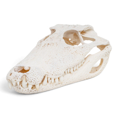 Real Spectacled Caiman Skull