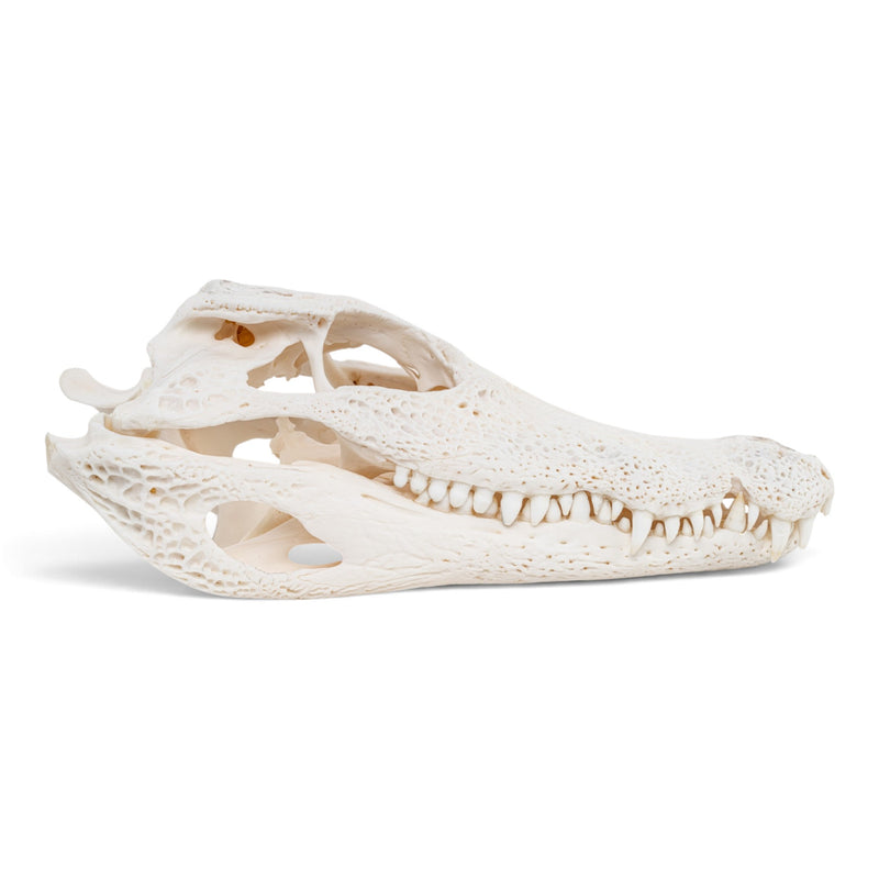 Real Spectacled Caiman Skull