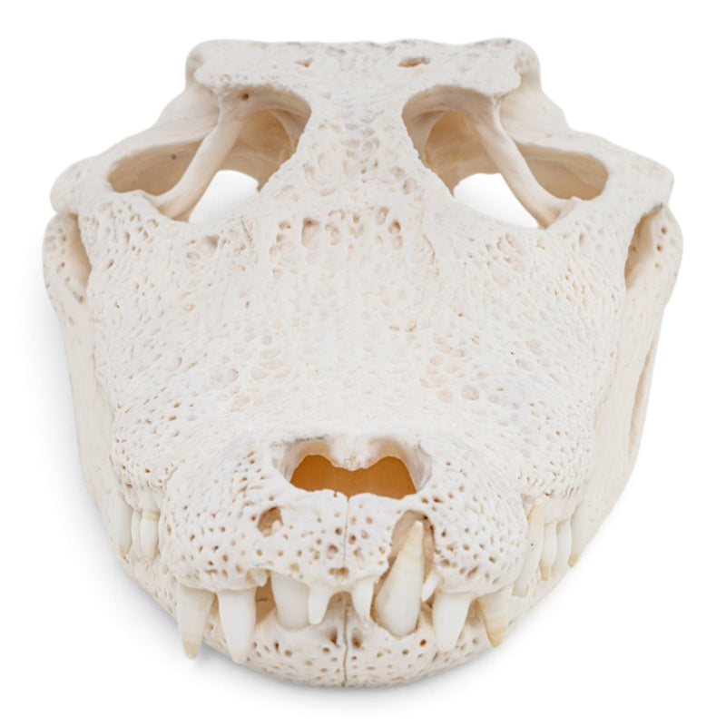 Real Spectacled Caiman Skull