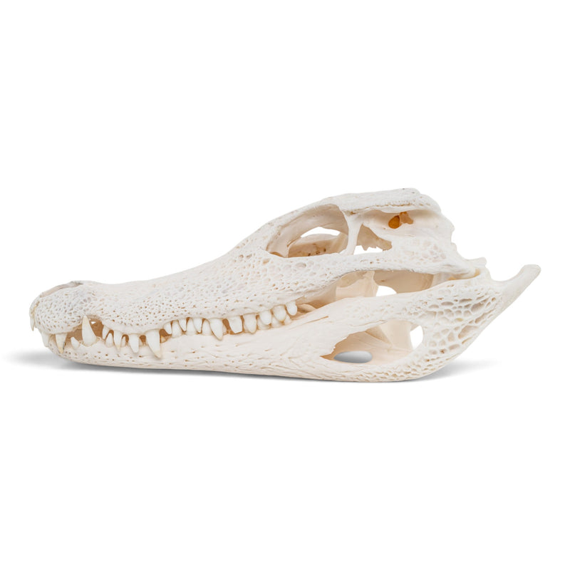 Real Spectacled Caiman Skull