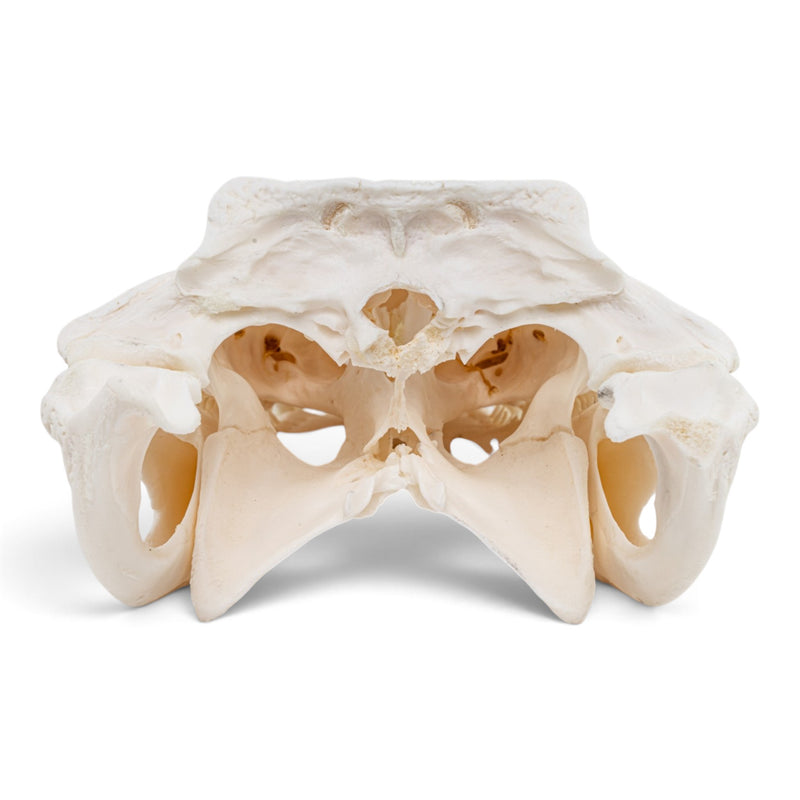 Real Spectacled Caiman Skull