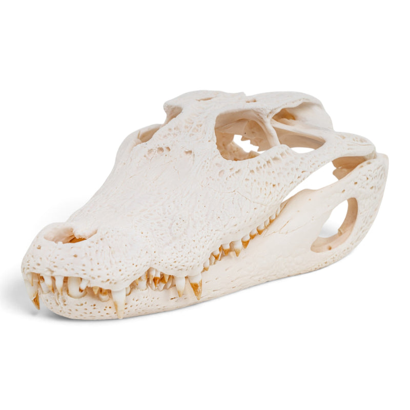Real Spectacled Caiman Skull