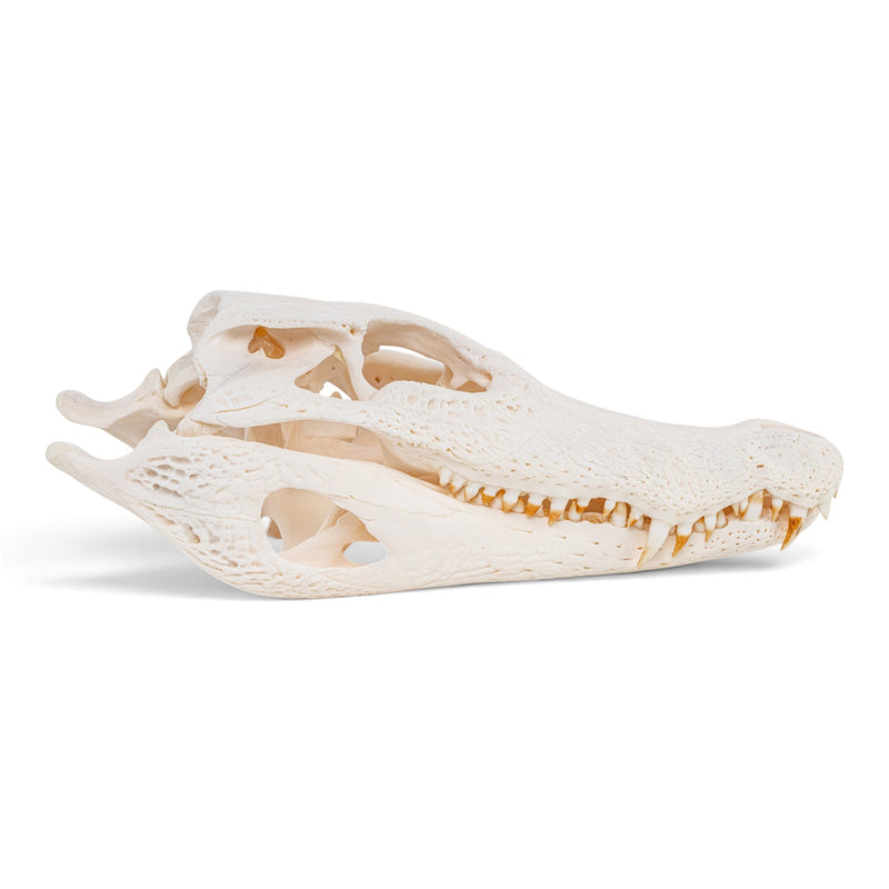 Real Spectacled Caiman Skull