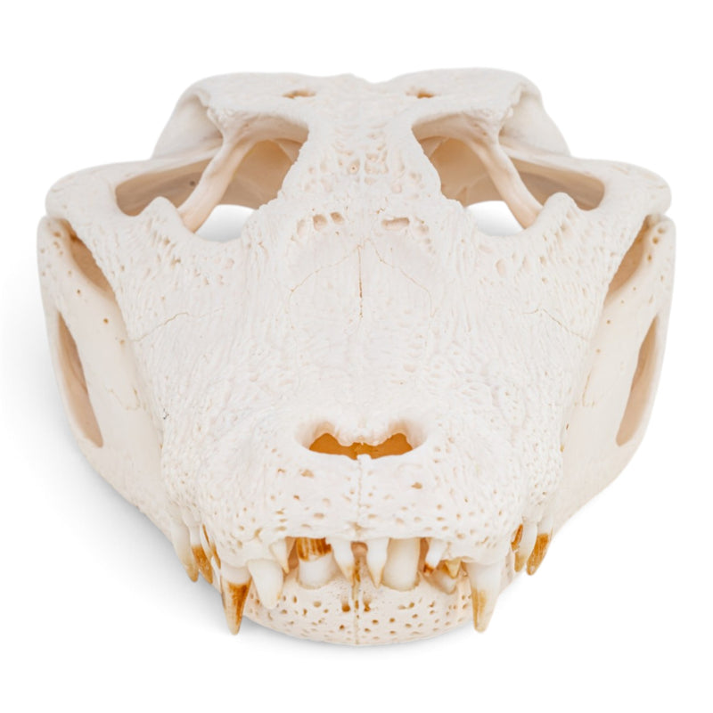 Real Spectacled Caiman Skull