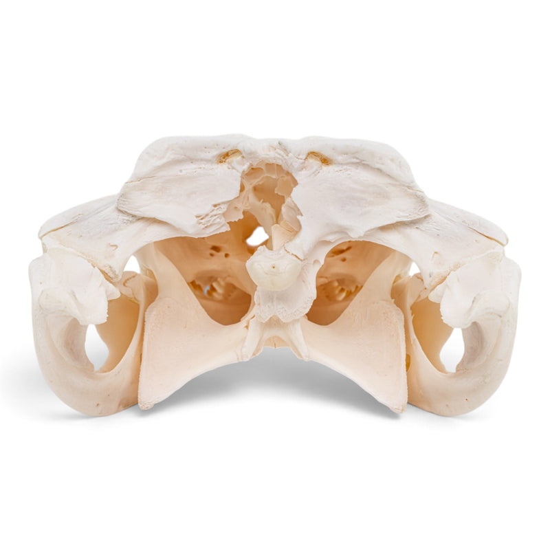 Real Spectacled Caiman Skull