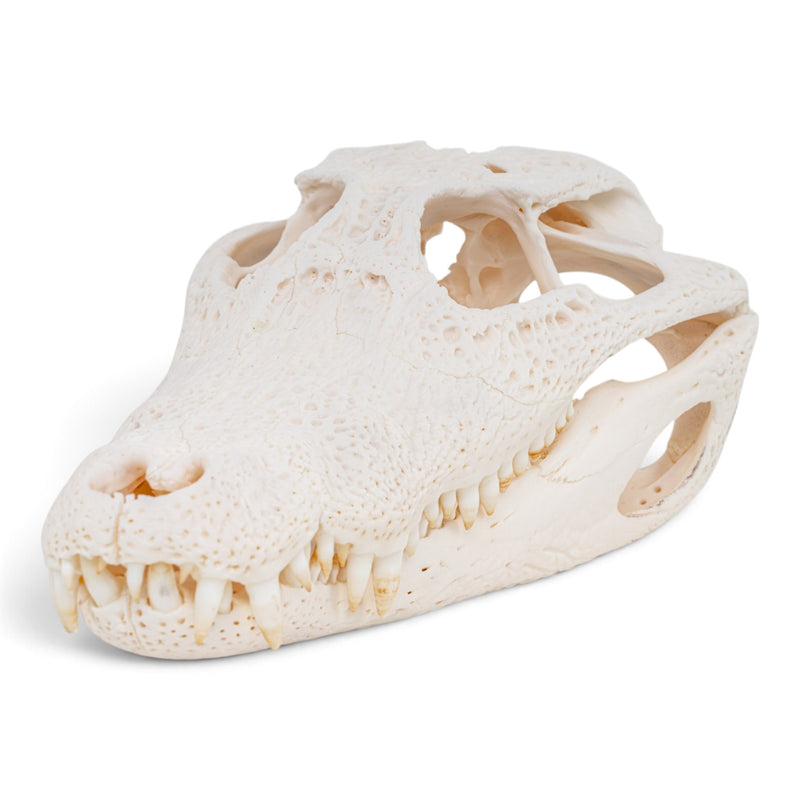 Real Spectacled Caiman Skull