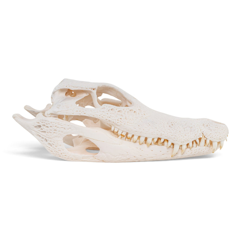 Real Spectacled Caiman Skull