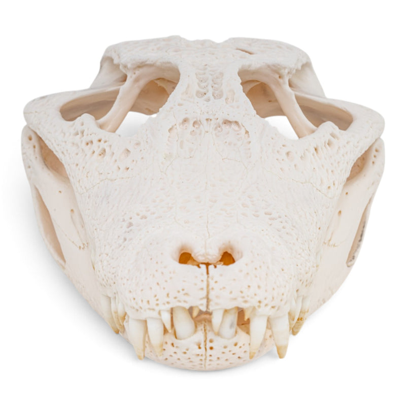 Real Spectacled Caiman Skull