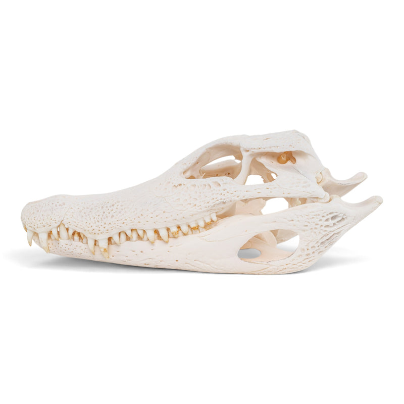 Real Spectacled Caiman Skull