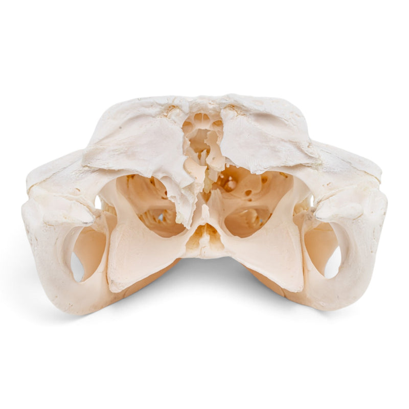 Real Spectacled Caiman Skull