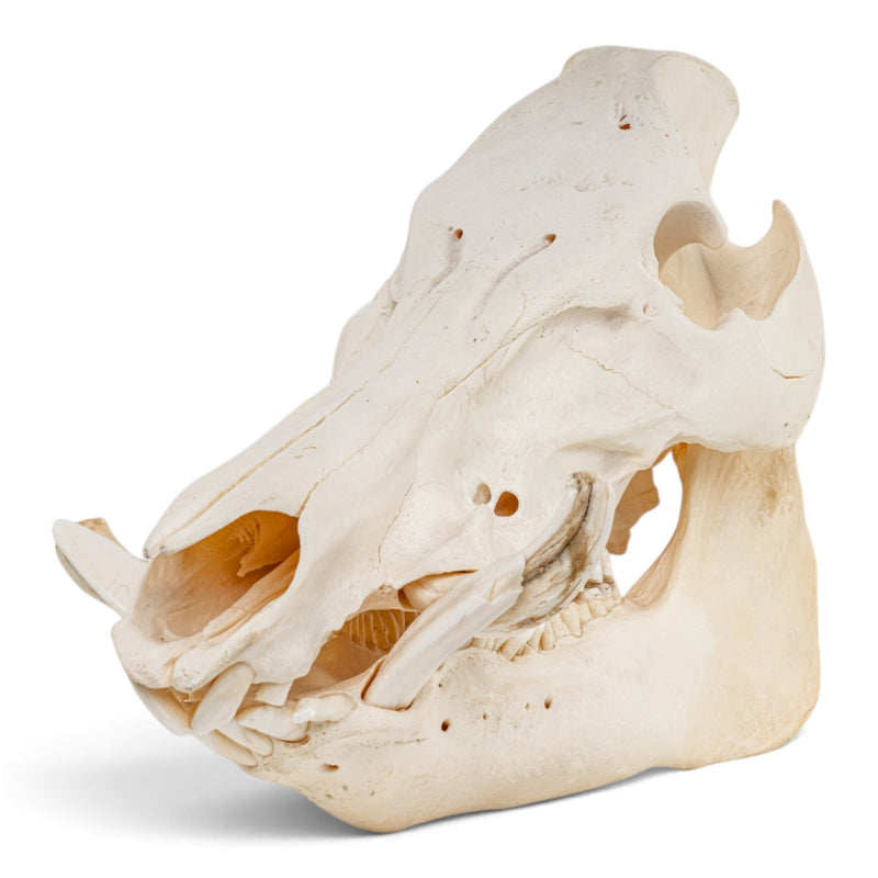 Real Wild Boar/Pig Skull