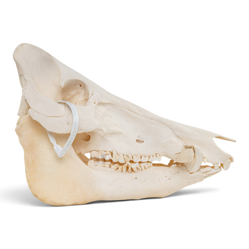 Real Wild Boar/Pig Skull