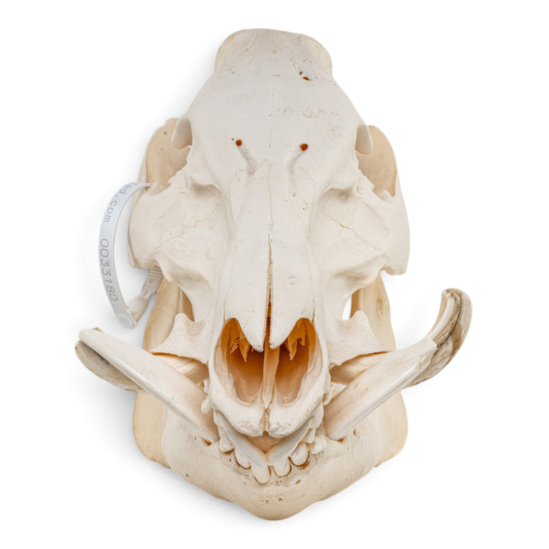 Real Wild Boar/Pig Skull
