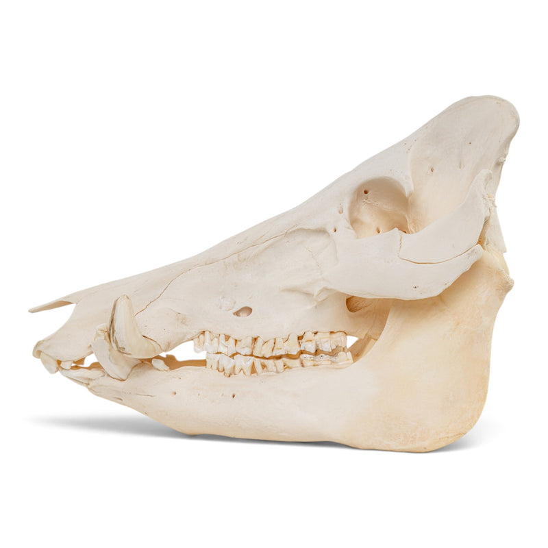 Real Wild Boar/Pig Skull