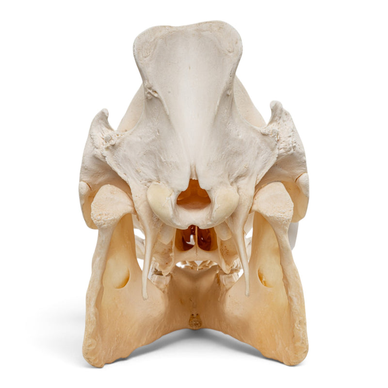 Real Wild Boar/Pig Skull
