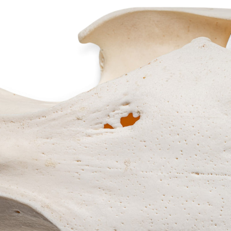 Real Wild Boar/Pig Skull