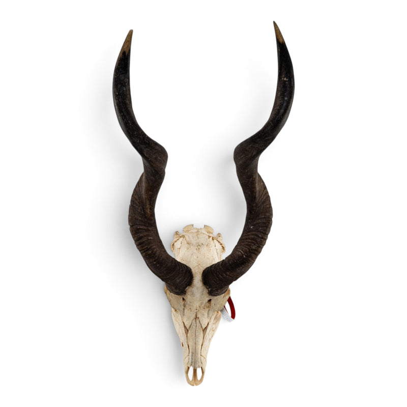 Real Lesser Kudu Skull
