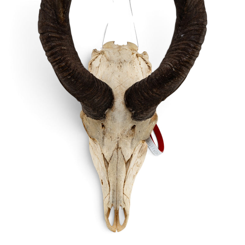 Real Lesser Kudu Skull