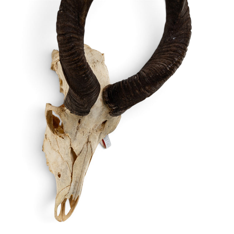 Real Lesser Kudu Skull