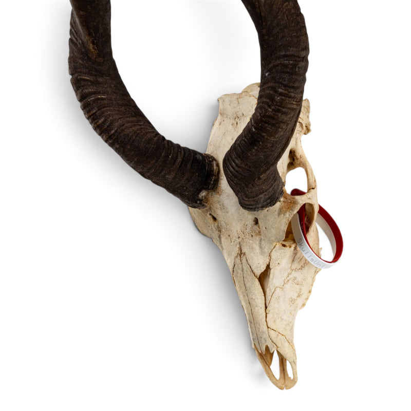 Real Lesser Kudu Skull