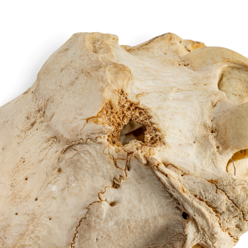 Real Lesser Kudu Skull