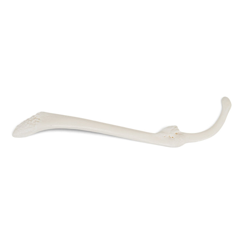 Real Raccoon Baculum - Healed Pathology