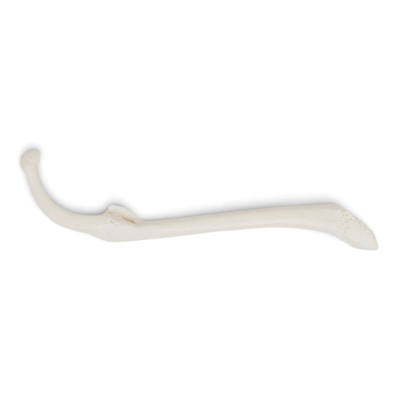 Real Raccoon Baculum - Healed Pathology