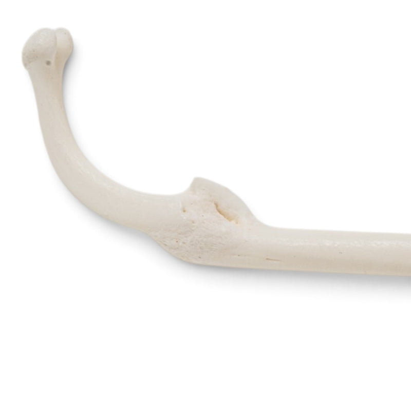 Real Raccoon Baculum - Healed Pathology