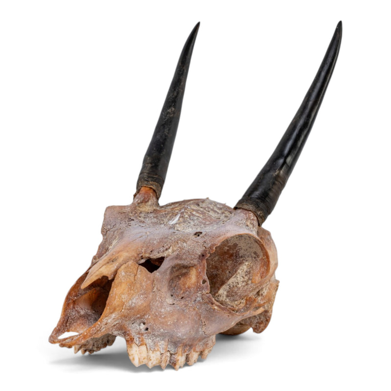 Real Steenbok Skull