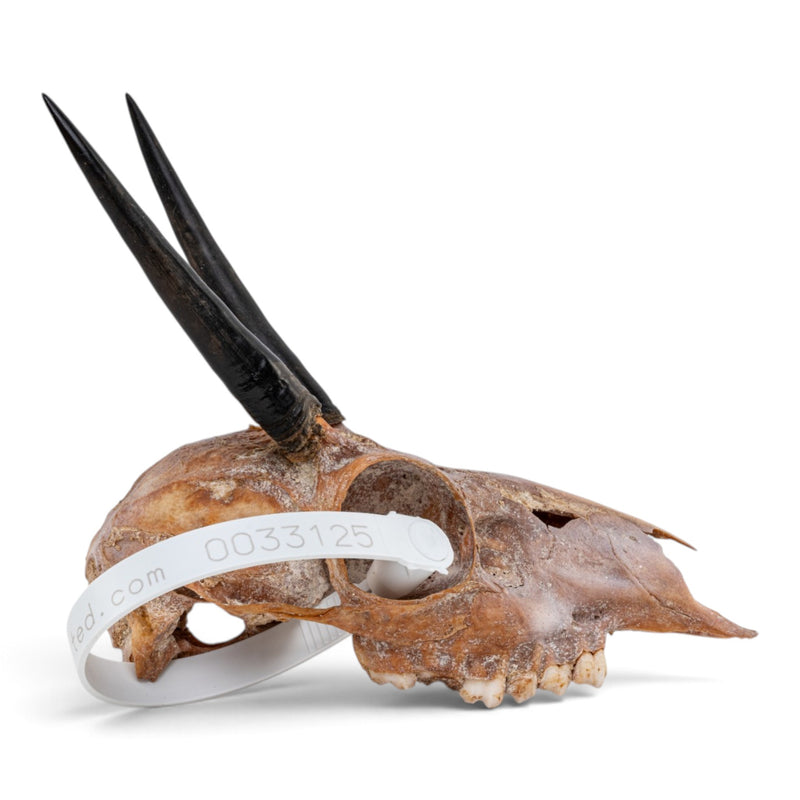 Real Steenbok Skull