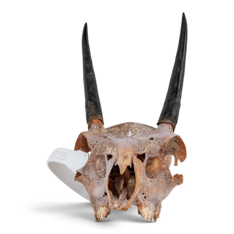 Real Steenbok Skull