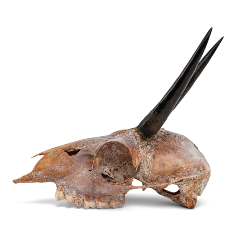 Real Steenbok Skull