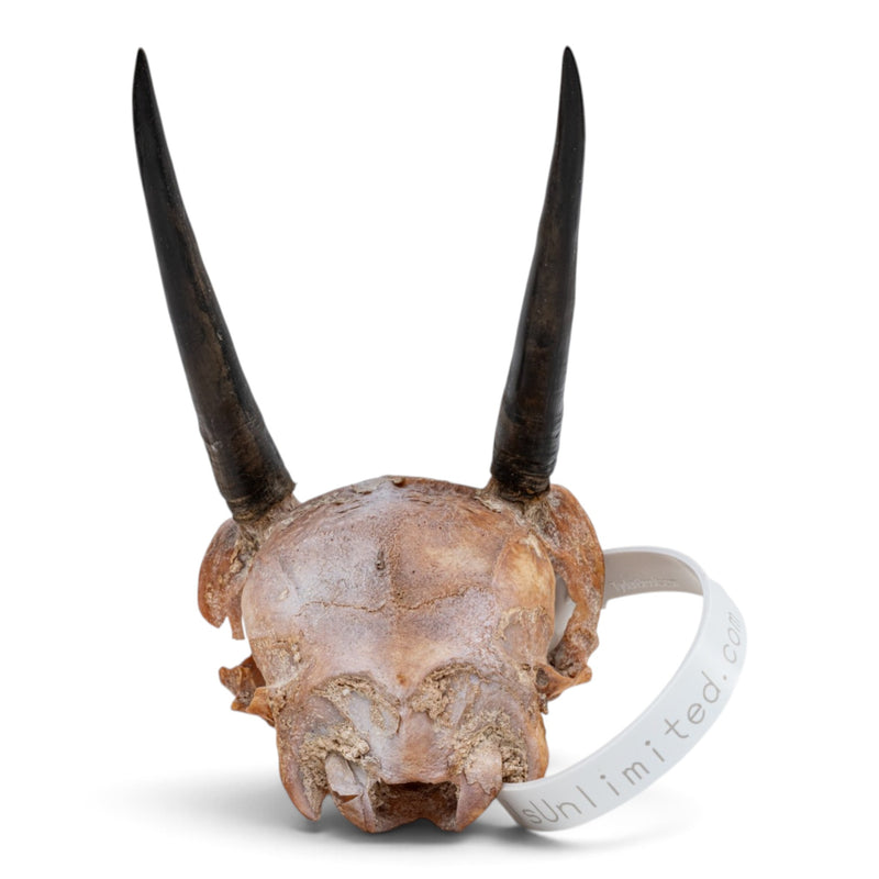 Real Steenbok Skull